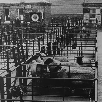 Cattle Market 1976 IMG_1724