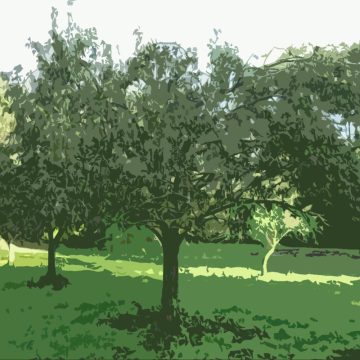 Pear Tree in Orchard